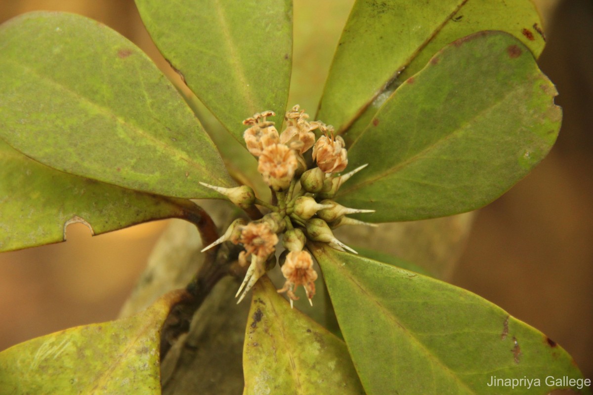 Aegiceras corniculatum (L.) Blanco